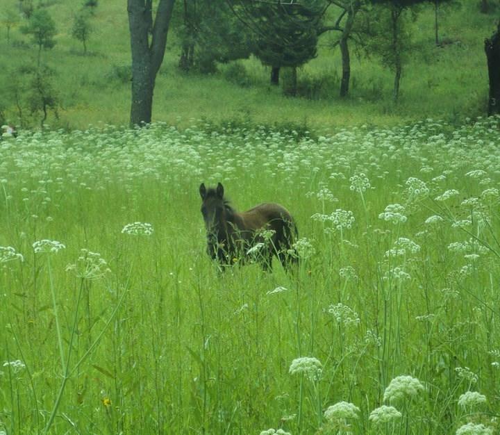 Vila Coudelaria Vale Pau Coruche Pokoj fotografie