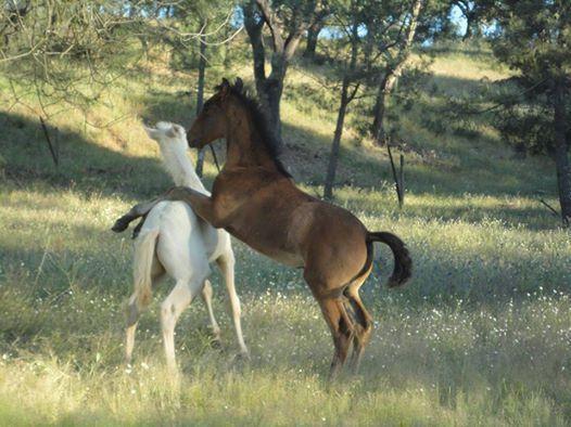 Vila Coudelaria Vale Pau Coruche Pokoj fotografie