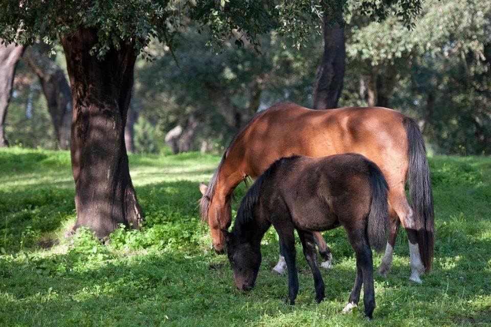 Vila Coudelaria Vale Pau Coruche Exteriér fotografie