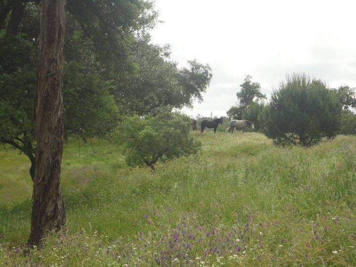 Vila Coudelaria Vale Pau Coruche Exteriér fotografie