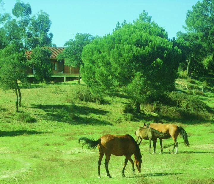 Vila Coudelaria Vale Pau Coruche Exteriér fotografie